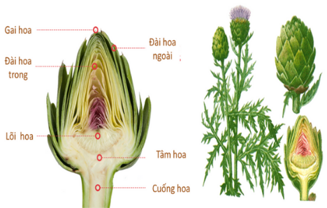 bông atiso
