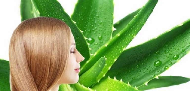 Cây nha đam giúp tóc bóng mượt