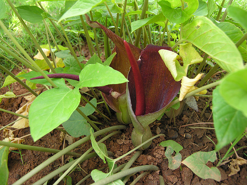bán hạ nam
